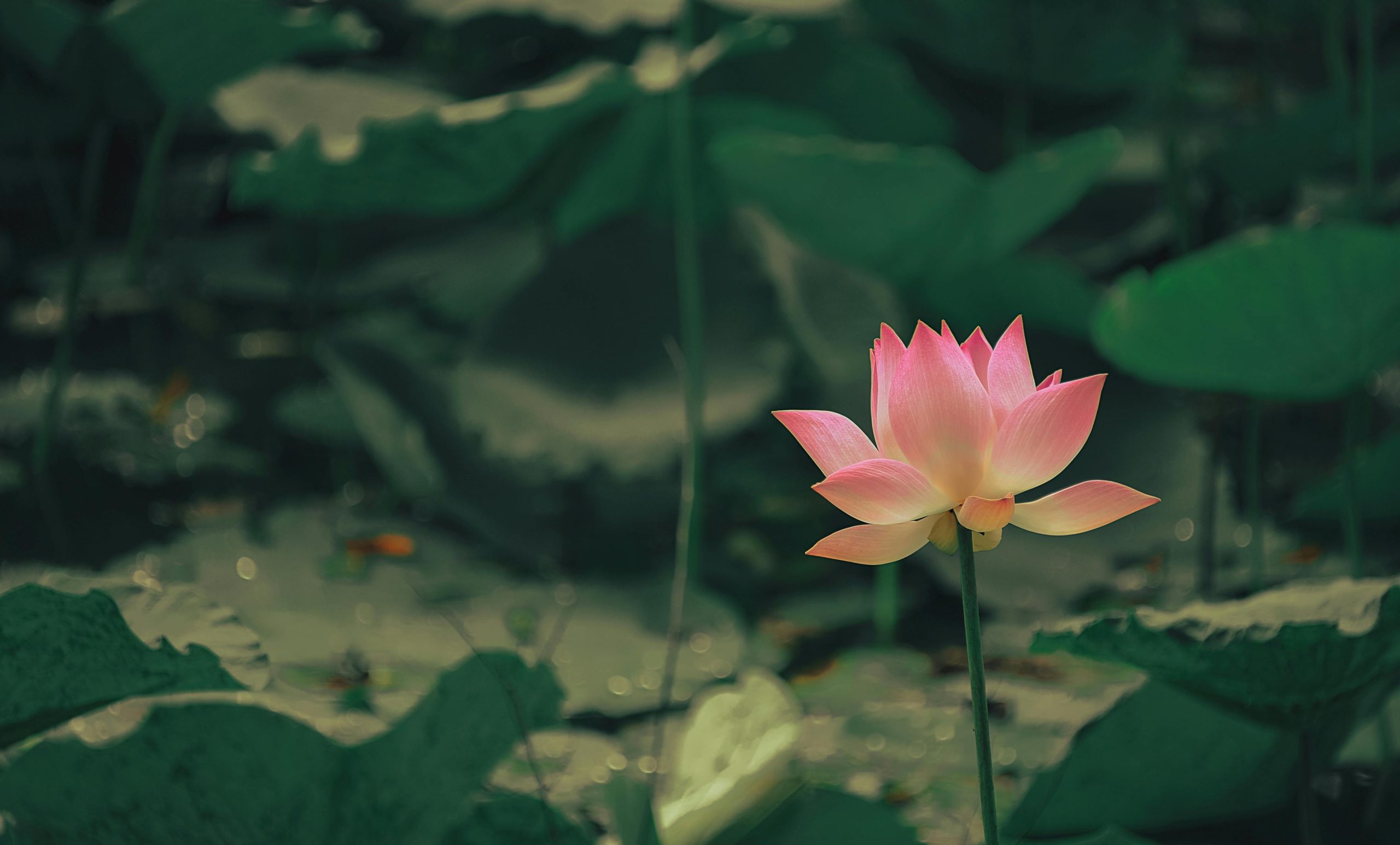 A beautiful pink lotus flower blooming in a tranquil pond environment.